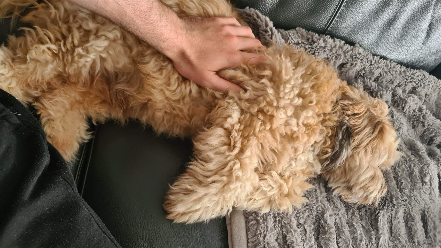 Dog on the sofa